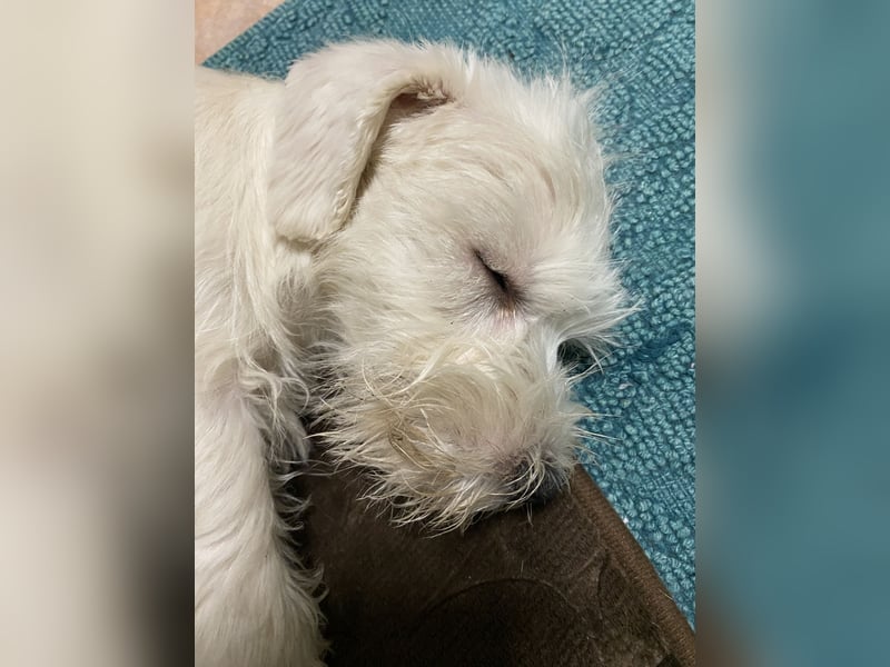 Weiße Zwergschnauzer Welpen nicht haarend reinrassig
