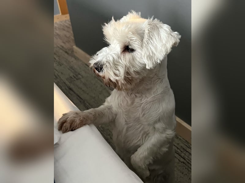 Weiße Zwergschnauzer Welpen nicht haarend reinrassig