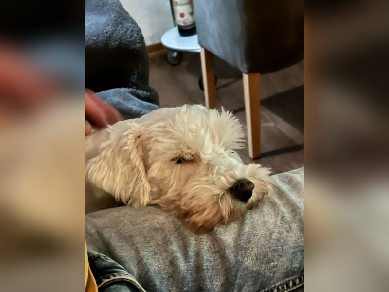 Weiße Zwergschnauzer Welpen nicht haarend reinrassig
