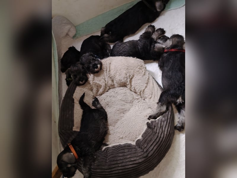 Wunderschöne Zwergschnauzer Welpen in pfeffersalz suchen noch ihre Lieblingsmenschen