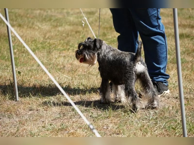 Wunderschöne Zwergschnauzer Welpen in pfeffersalz suchen noch ihre Lieblingsmenschen