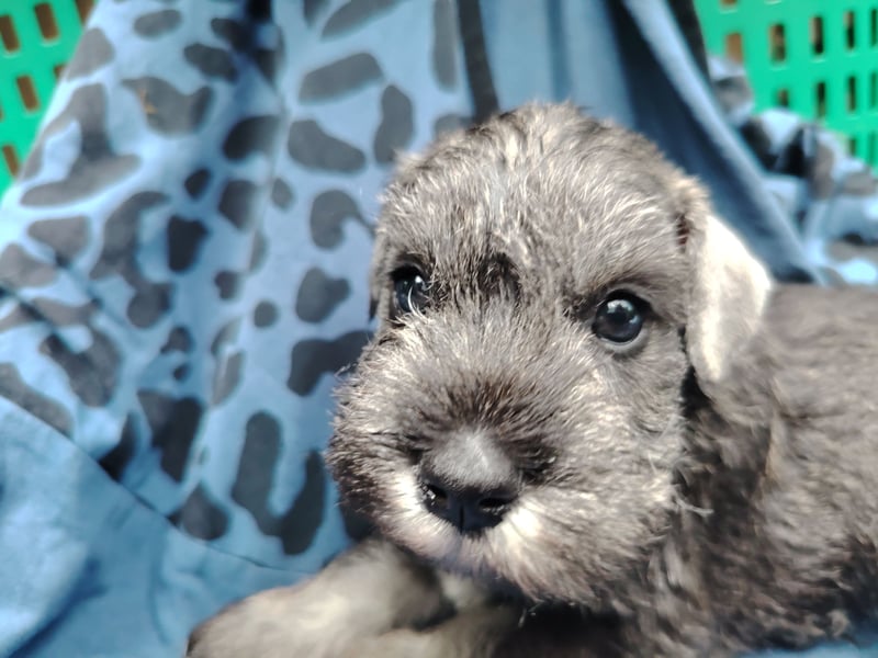 Wunderschöne Zwergschnauzer Welpen in pfeffersalz suchen noch ihre Lieblingsmenschen
