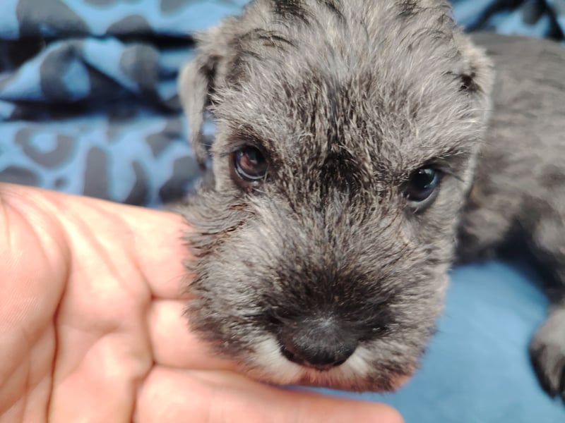 Wunderschöne Zwergschnauzer Welpen in pfeffersalz suchen noch ihre Lieblingsmenschen