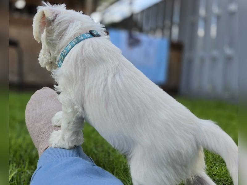 Zwerschnauzer Welpen weiß