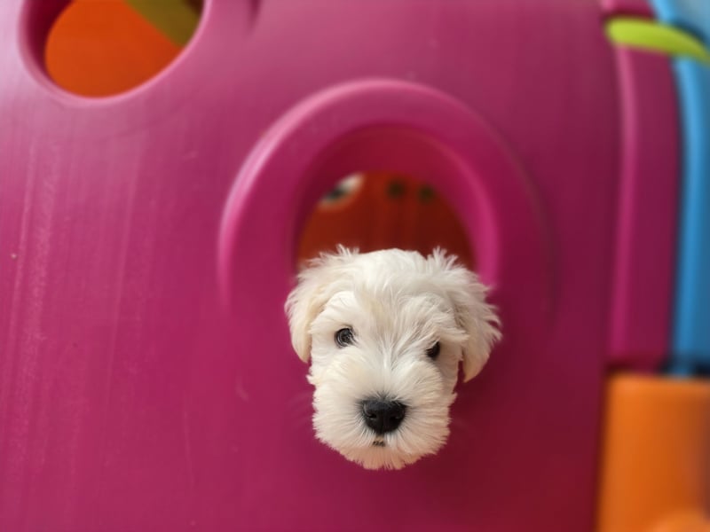 Zwerschnauzer Welpen weiß