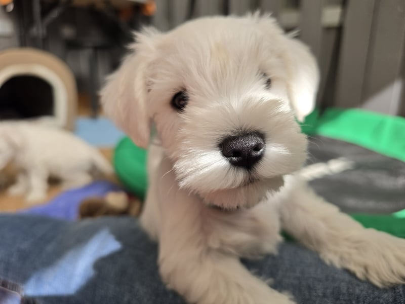 Zwerschnauzer Welpen weiß