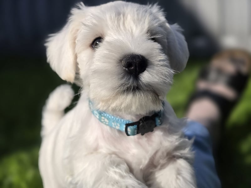 Zwerschnauzer Welpen weiß