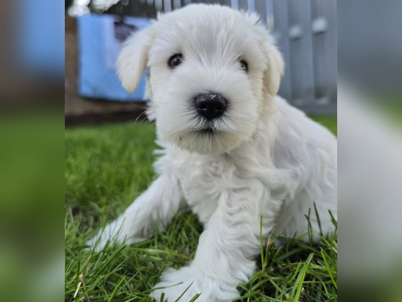 Zwerschnauzer Welpen weiß