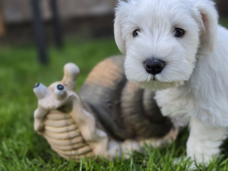 Zwerschnauzer Welpen weiß
