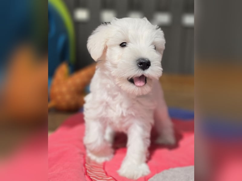 Zwerschnauzer Welpen weiß