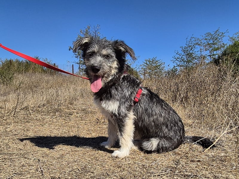 Luna sucht ein Zuhause