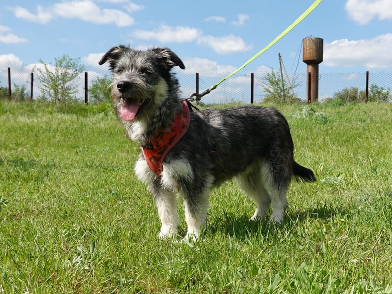 Luna sucht ein Zuhause