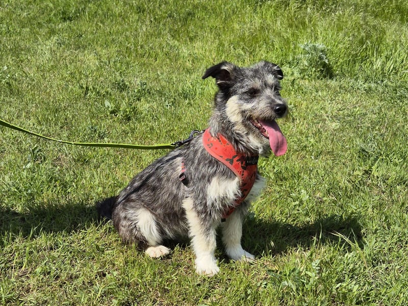 Luna sucht ein verständnisvolles Zuhause