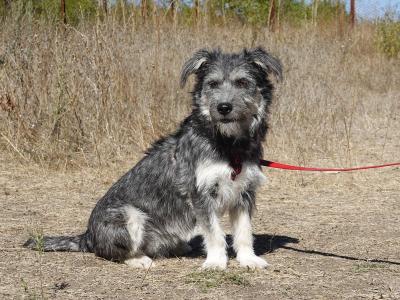 Luna sucht ein Zuhause