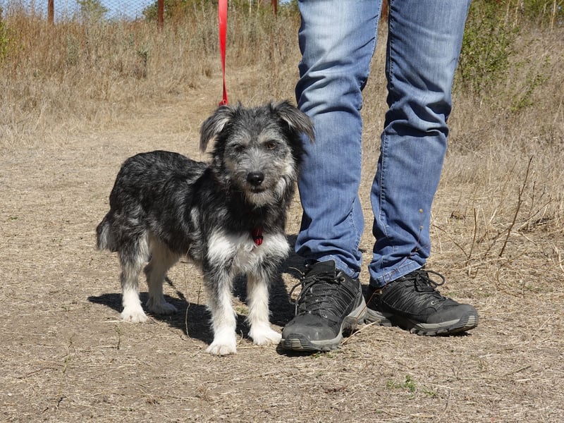 Luna sucht ein Zuhause