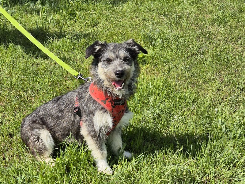 Luna sucht ein Zuhause