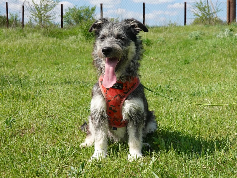 Luna sucht ein Zuhause