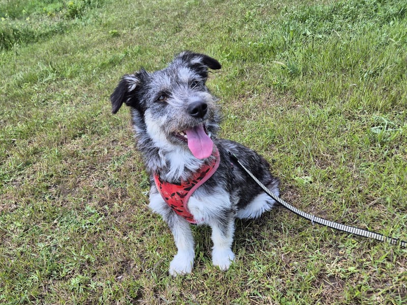 Luna sucht ein verständnisvolles Zuhause