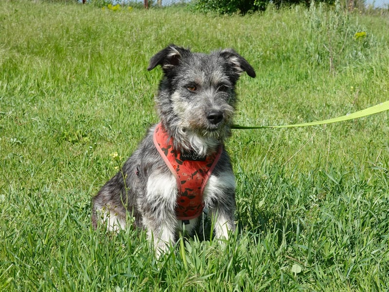 Luna sucht ein verständnisvolles Zuhause