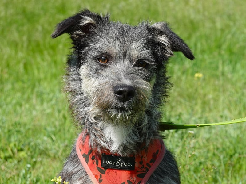 Luna sucht ein verständnisvolles Zuhause