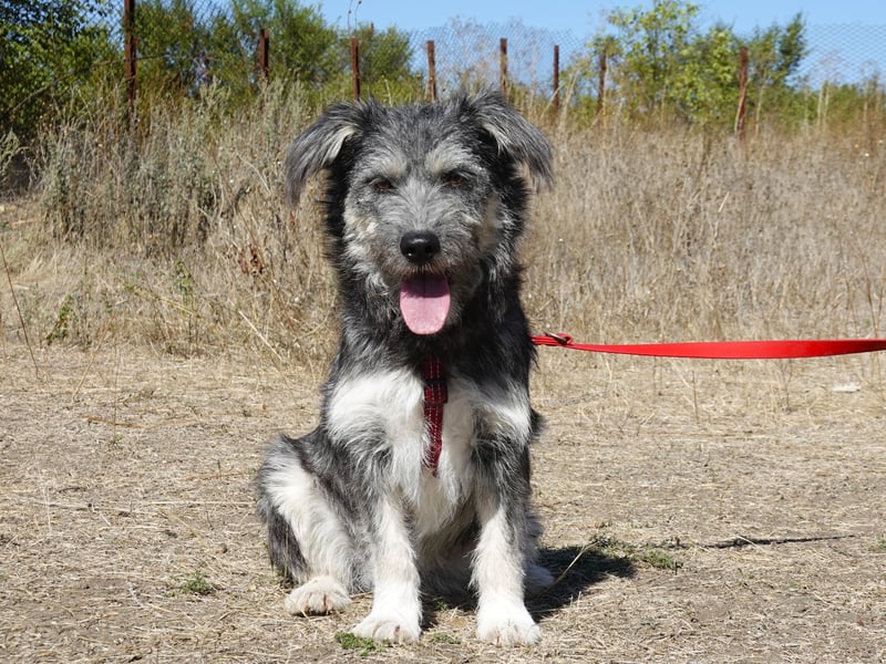 Luna sucht ein Zuhause