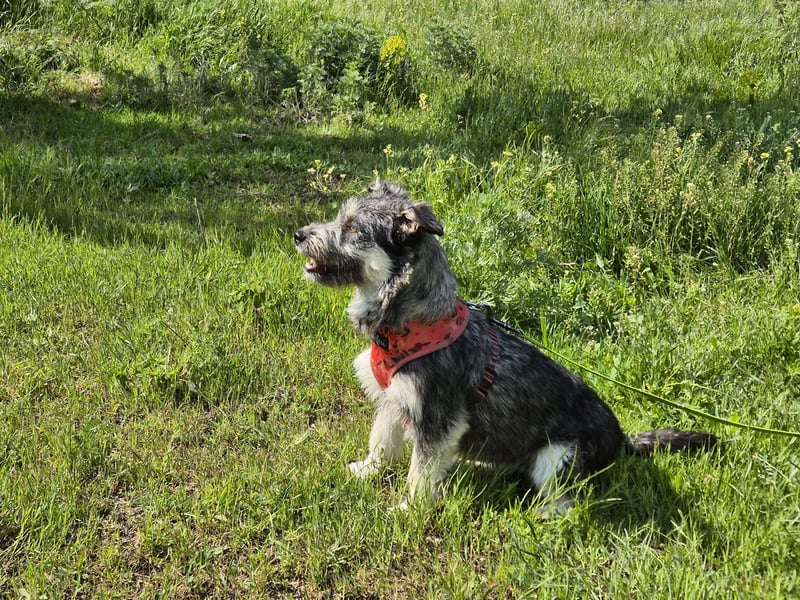 Luna sucht ein verständnisvolles Zuhause