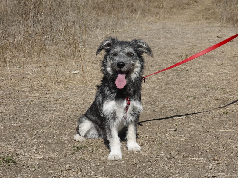 Luna sucht ein Zuhause