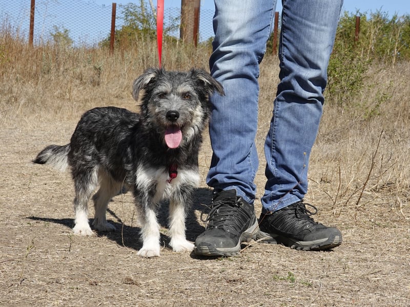 Luna sucht ein Zuhause