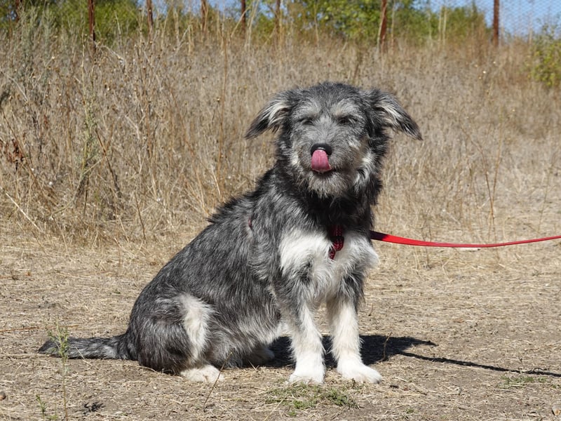 Luna sucht ein Zuhause