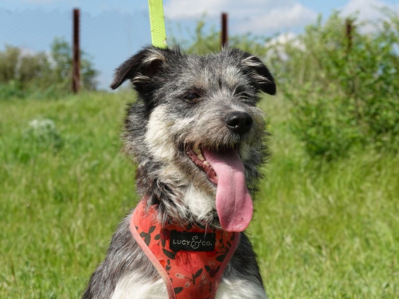 Luna sucht ein Zuhause