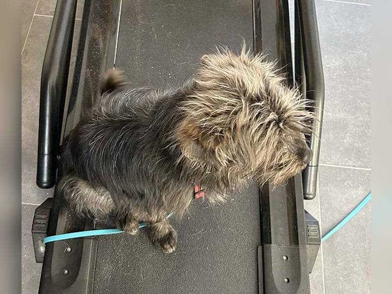 kleinere Engel auf 4 Pfoten: TINCHEN - 2 Jahre, 36cm, Zwergschnauzeer-Mix