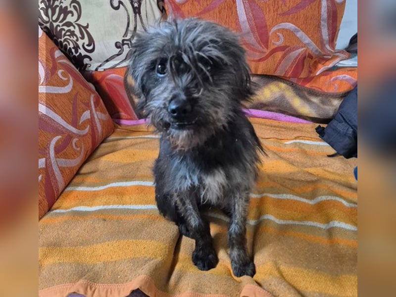 kleinere Engel auf 4 Pfoten: TINCHEN - 2 Jahre, 36cm, Zwergschnauzeer-Mix