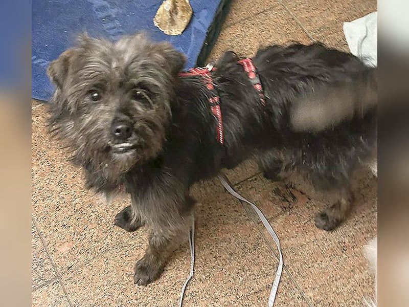 kleinere Engel auf 4 Pfoten: TINCHEN - 2 Jahre, 36cm, Zwergschnauzeer-Mix