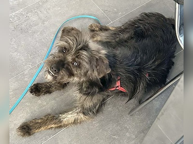 kleinere Engel auf 4 Pfoten: TINCHEN - 2 Jahre, 36cm, Zwergschnauzeer-Mix