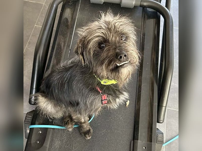 kleinere Engel auf 4 Pfoten: TINCHEN - 2 Jahre, 36cm, Zwergschnauzeer-Mix