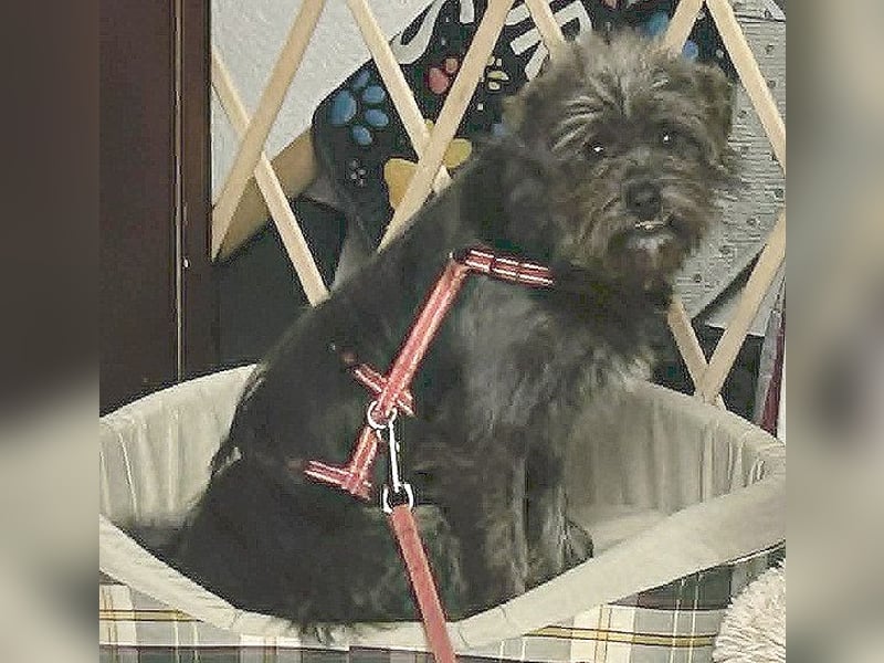 kleinere Engel auf 4 Pfoten: TINCHEN - 2 Jahre, 36cm, Zwergschnauzeer-Mix