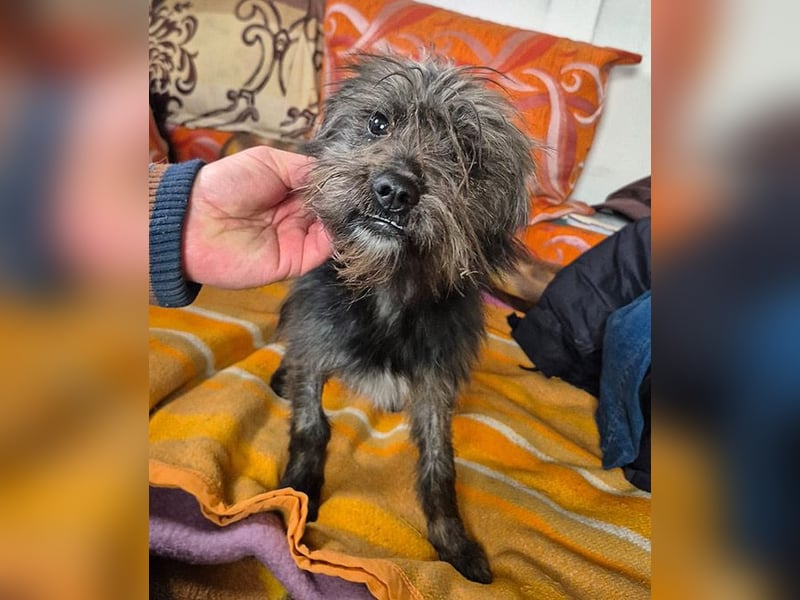 kleinere Engel auf 4 Pfoten: TINCHEN - 2 Jahre, 36cm, Zwergschnauzeer-Mix