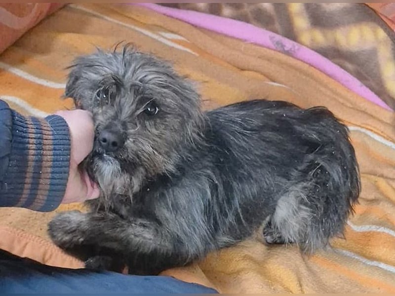 kleinere Engel auf 4 Pfoten: TINCHEN - 2 Jahre, 36cm, Zwergschnauzeer-Mix