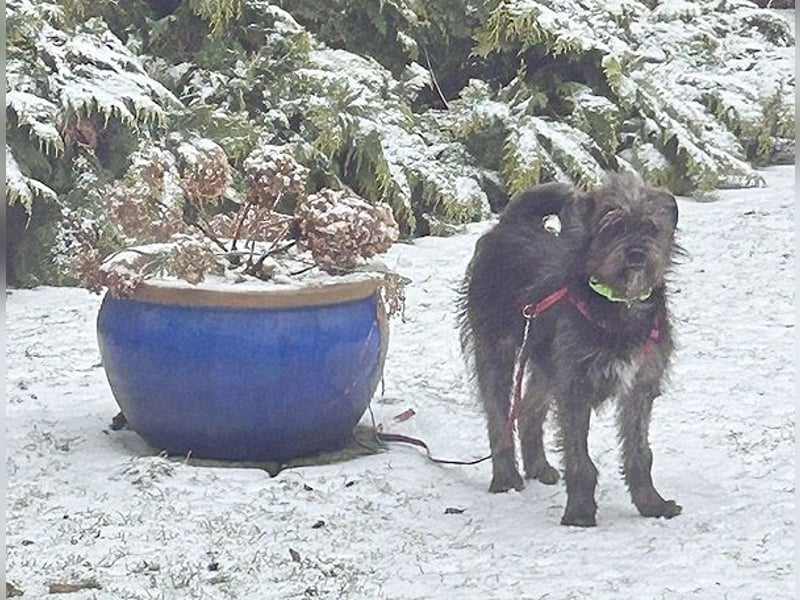 kleinere Engel auf 4 Pfoten: TINCHEN - 2 Jahre, 36cm, Zwergschnauzeer-Mix