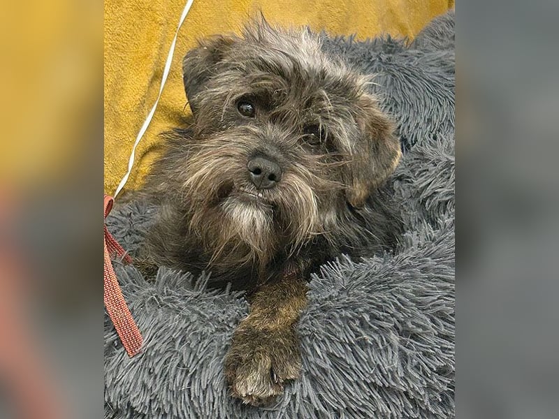 kleinere Engel auf 4 Pfoten: TINCHEN - 2 Jahre, 36cm, Zwergschnauzeer-Mix