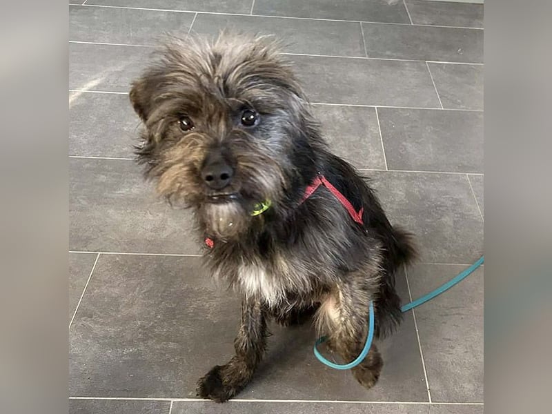 kleinere Engel auf 4 Pfoten: TINCHEN - 2 Jahre, 36cm, Zwergschnauzeer-Mix