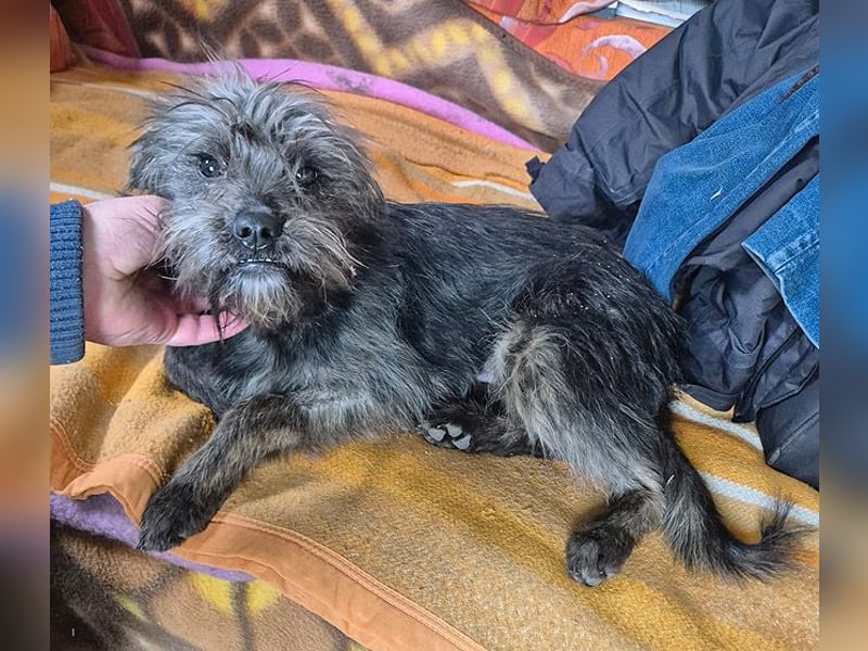 kleinere Engel auf 4 Pfoten: TINCHEN - 2 Jahre, 36cm, Zwergschnauzeer-Mix