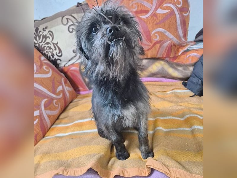 kleinere Engel auf 4 Pfoten: TINCHEN - 2 Jahre, 36cm, Zwergschnauzeer-Mix