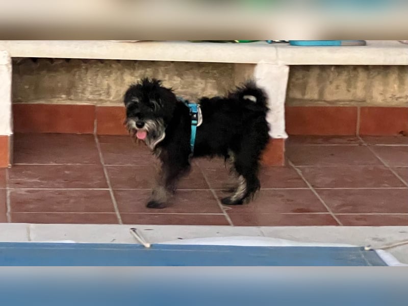 Goofy, ein kleiner lustiger Kerl
