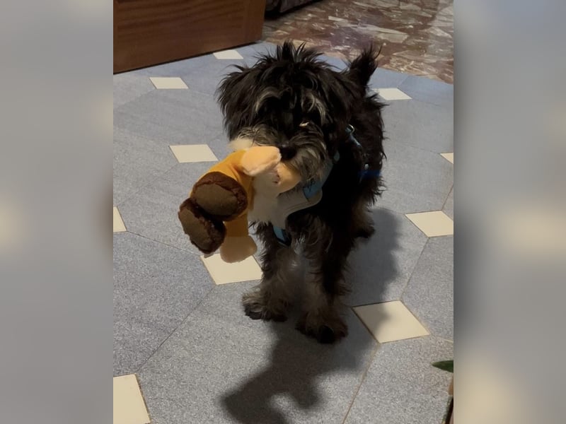 Goofy, ein kleiner lustiger Kerl