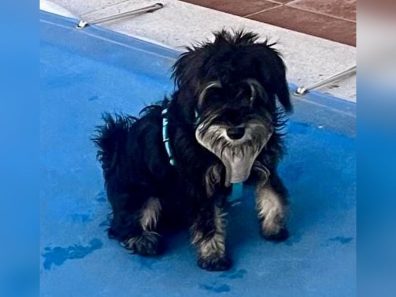 Goofy, ein kleiner lustiger Kerl