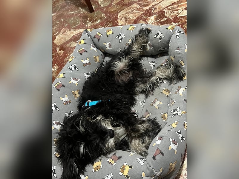Goofy, ein kleiner lustiger Kerl