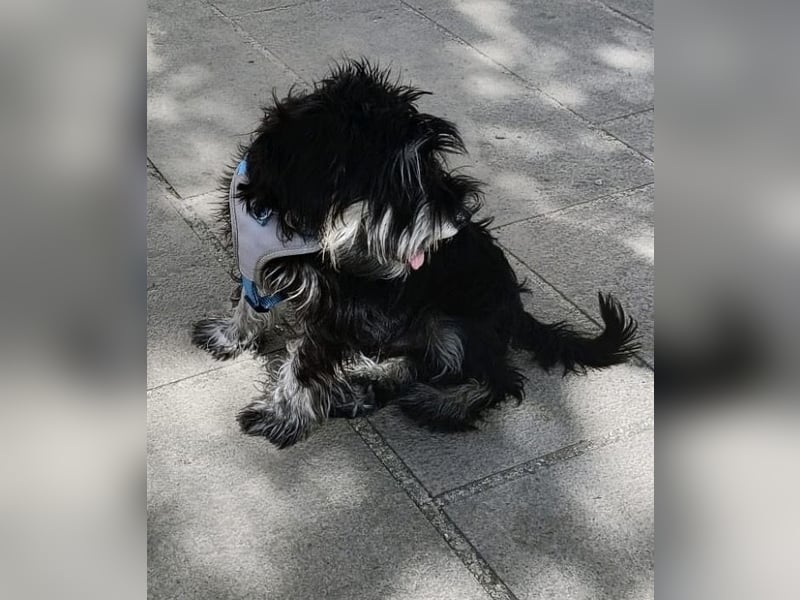 Goofy, ein kleiner lustiger Kerl