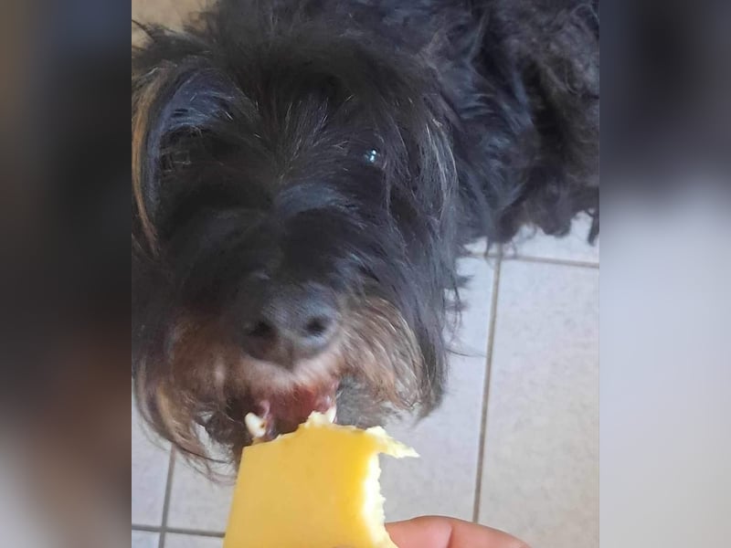 Borzi, sensible zarte Zwergschnauzer Mix Hündin