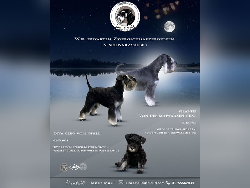 Zwergschnauzerwelpen schwarz/silber